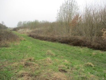 The hedge arisings as seen from Fox Meadow